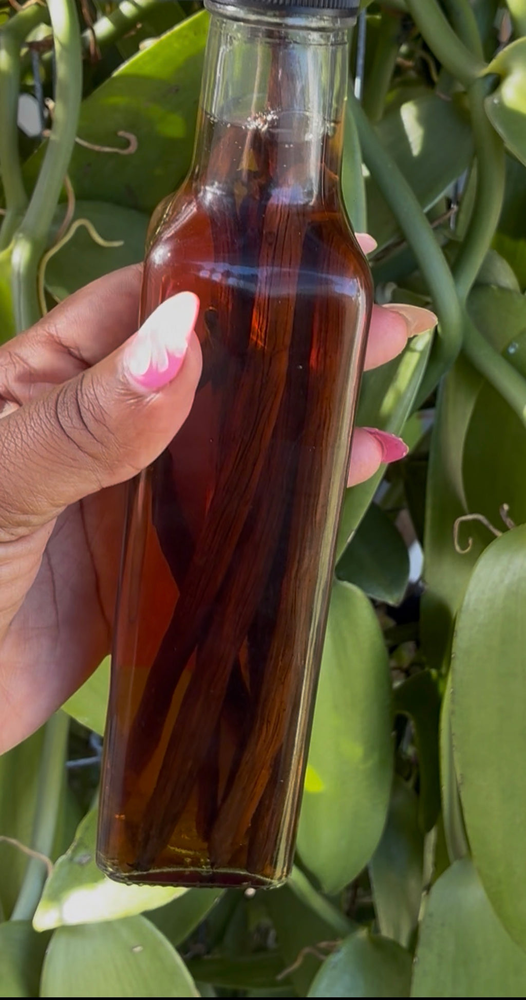 Madagascar Deluxe Vanilla Extract Kit
