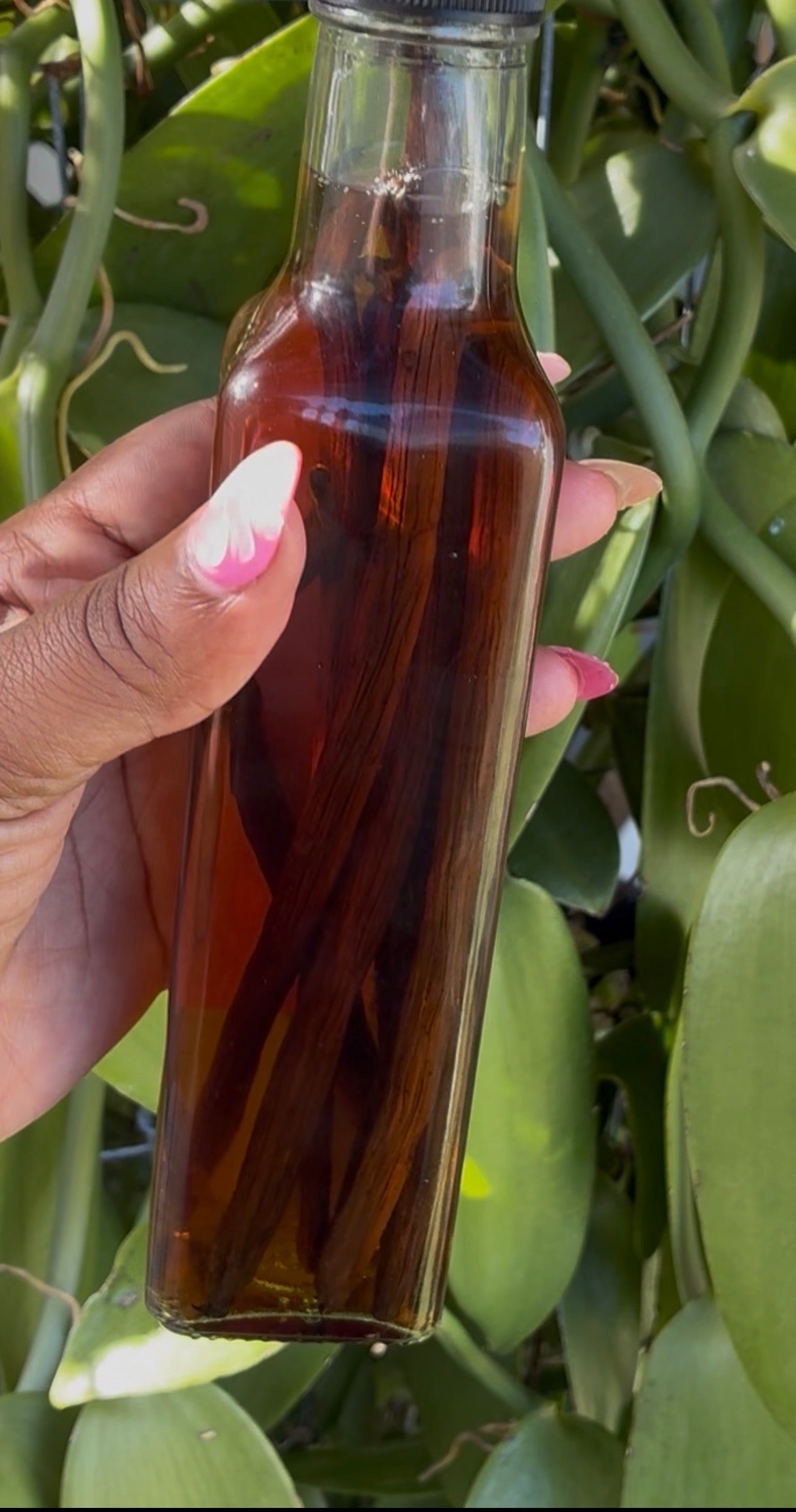 Madagascar Deluxe Vanilla Extract Kit